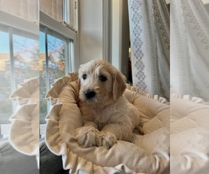 Medium Goldendoodle