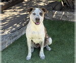 Small #1 American Staffordshire Terrier