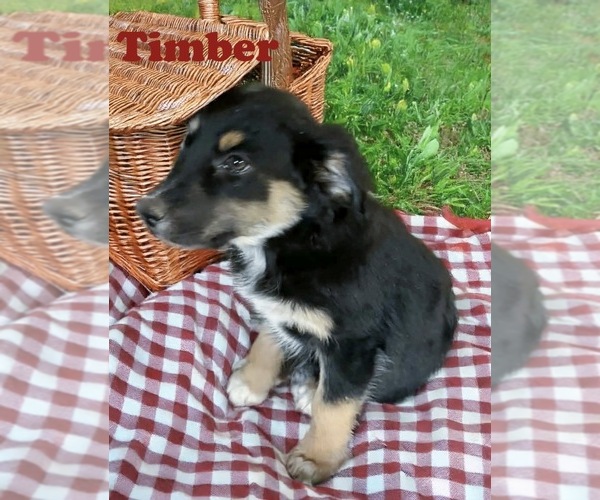 Medium Photo #1 Australian Shepherd Puppy For Sale in WILLIAMS, AZ, USA