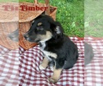 Puppy Timber Australian Shepherd