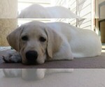 Small Photo #4 Labrador Retriever Puppy For Sale in PLANO, TX, USA