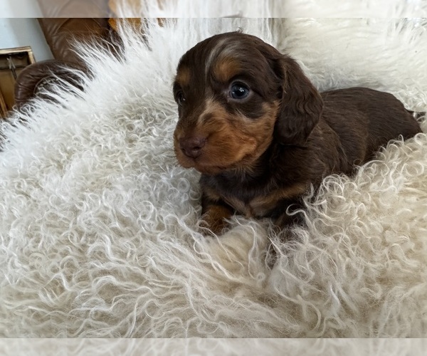 Medium Photo #10 Dachshund Puppy For Sale in COLLBRAN, CO, USA