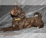 Small Photo #1 Labradoodle Puppy For Sale in JOPLIN, MO, USA