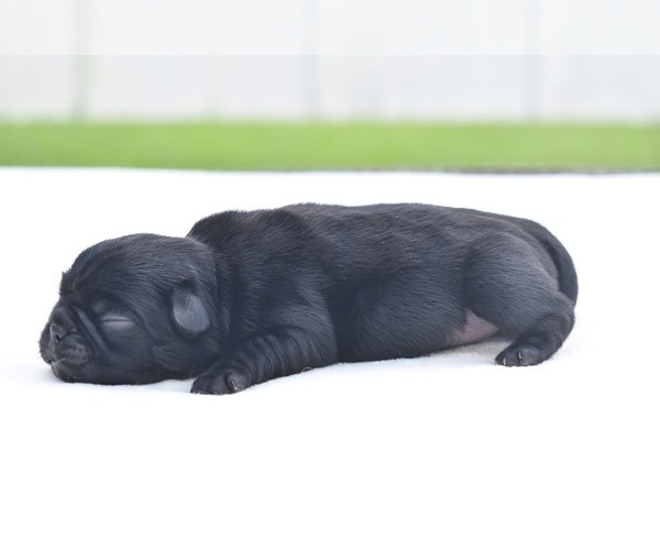 Medium Photo #5 Pug Puppy For Sale in PALM COAST, FL, USA