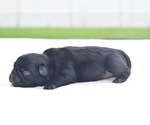 Small #4 Pug