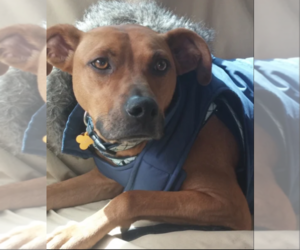 Black Mouth Cur-Labrador Retriever Mix Dogs for adoption in Doylestown, PA, USA