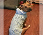 Small #4 American Staffordshire Terrier-Basset Hound Mix