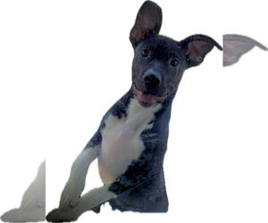 Neriah - Louisiana Litter - Female Mutt Dog for Adoption - Photo #12