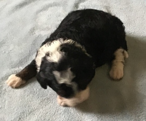 Medium Photo #3 Bernedoodle-Poodle (Standard) Mix Puppy For Sale in QUARRYVILLE, PA, USA