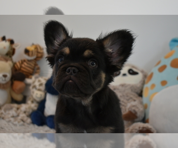 Medium Photo #6 French Bulldog Puppy For Sale in LAS VEGAS, NV, USA