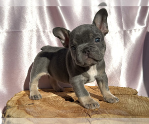 French Bulldog Puppy for sale in EDEN, NC, USA