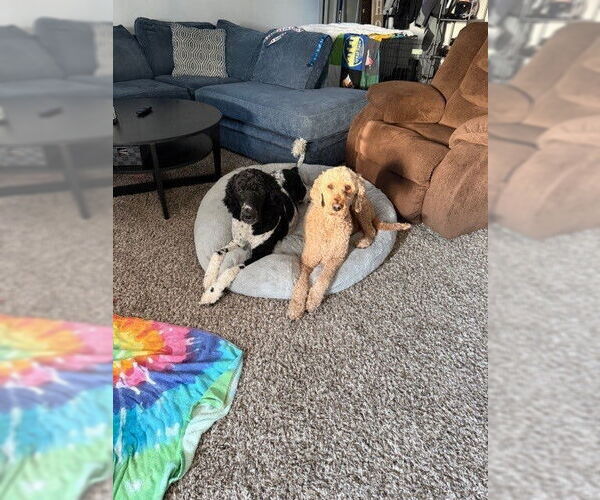 Medium Photo #4 Poodle (Standard)-Unknown Mix Puppy For Sale in Springdale, PA, USA