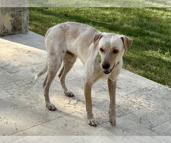 Medium Photo #7 Labrador Retriever-Unknown Mix Puppy For Sale in The Woodlands, TX, USA