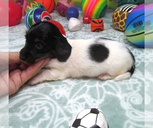 Dachshund Puppy for sale in RATTAN, OK, USA