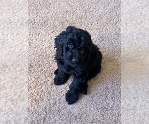 Goldendoodle Puppy for sale in INTERLOCHEN, MI, USA