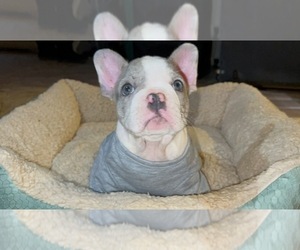 French Bulldog Puppy for sale in PALMDALE, CA, USA