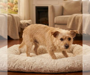 Maltese-Unknown Mix Dogs for adoption in Vail, AZ, USA