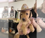 Small Photo #10 Labrador Retriever Puppy For Sale in GORDONSVILLE, VA, USA