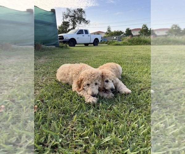 Medium Photo #2 Poodle (Standard) Puppy For Sale in NEW PORT RICHEY, FL, USA