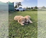 Small #1 Poodle (Standard)