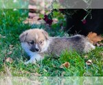 Small Photo #8 Pembroke Welsh Corgi Puppy For Sale in ELKTON, KY, USA