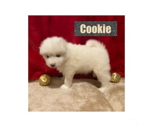 Samoyed Puppy for Sale in TAMPICO, Illinois USA