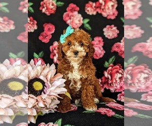 Cock-A-Poo Puppy for sale in KIRKWOOD, PA, USA