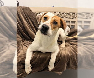 Tequila (7141) - Female Labrador Retriever Dog for Adoption