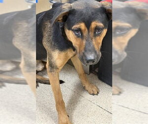 German Shepherd Dog-Unknown Mix Dogs for adoption in Riverside, CA, USA