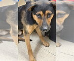 TUSTIN - Male German Shepherd Dog-Unknown Mix Dog for Adoption - Small photo