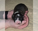 Small #1 American Pit Bull Terrier-Catahoula Leopard Dog Mix