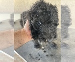 Small Photo #8 Poodle (Standard) Puppy For Sale in BAKERSFIELD, CA, USA