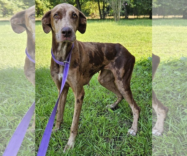 Medium Photo #7 Doberman Pinscher-Great Dane Mix Puppy For Sale in Wakefield, RI, USA