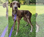 Small #6 Doberman Pinscher-Great Dane Mix