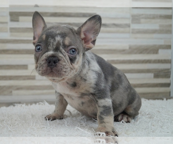 Medium Photo #6 French Bulldog Puppy For Sale in SILVER SPRING, MD, USA