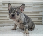 Small Photo #6 French Bulldog Puppy For Sale in SILVER SPRING, MD, USA