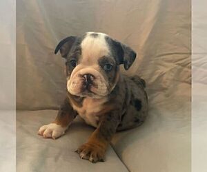 English Bulldog Puppy for sale in JOHNS ISLAND, SC, USA