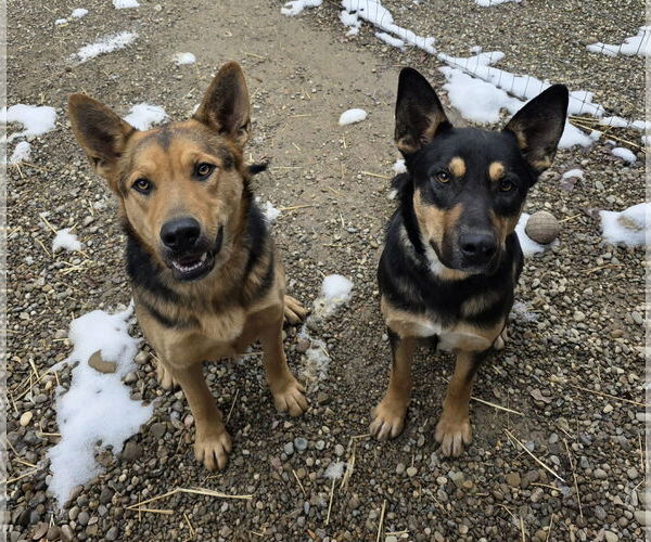 Medium Photo #2 German Shepherd Dog-Unknown Mix Puppy For Sale in Woodsfield, OH, USA
