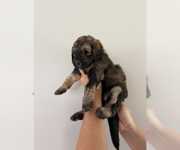 Medium Photo #61 Bernedoodle Puppy For Sale in MOULTON, AL, USA