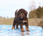 Small Photo #8 Goldendoodle Puppy For Sale in UNION CITY, TN, USA