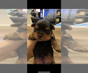Yorkshire Terrier Puppy for sale in TROY, MI, USA