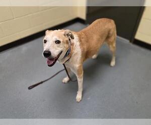 Labrador Retriever-Unknown Mix Dogs for adoption in Denver, CO, USA