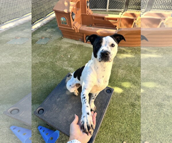 Medium Photo #9 Mutt Puppy For Sale in Euless, TX, USA