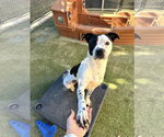 Small Photo #9 Mutt Puppy For Sale in Euless, TX, USA