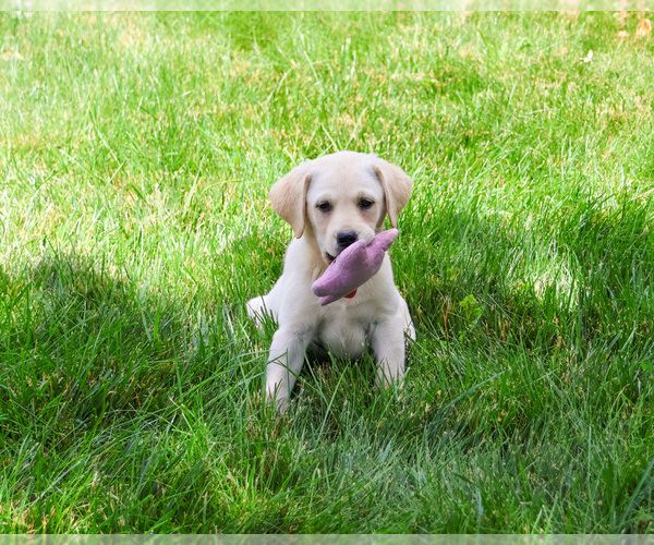 Medium Photo #2 Labrador Retriever Puppy For Sale in SYRACUSE, IN, USA