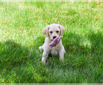 Small #1 Labrador Retriever