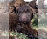 Puppy 6 F2 Aussiedoodle