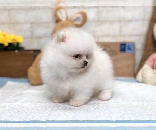 Medium Photo #3 Pomeranian Puppy For Sale in LOS ANGELES, CA, USA