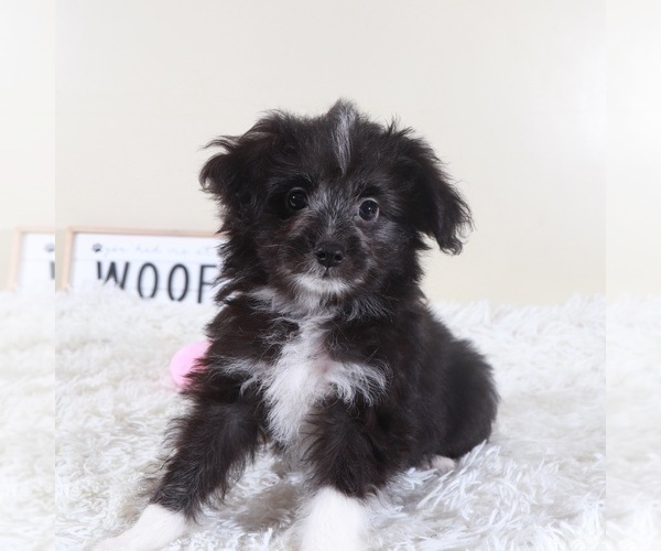 Medium Photo #2 Aussiedoodle Toy Puppy For Sale in MOUNT VERNON, OH, USA