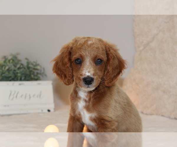 Medium Photo #1 Cavapoo Puppy For Sale in MEADVILLE, PA, USA